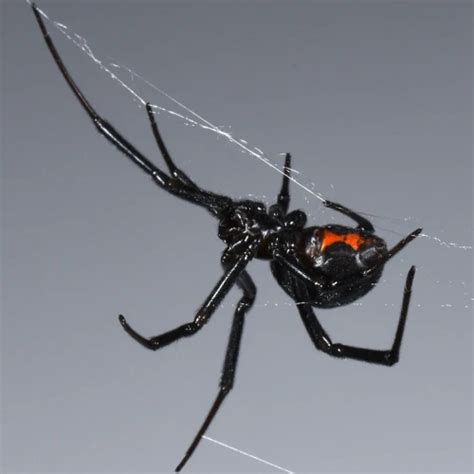 How Does Black Widow Venom Affect the Nervous System?