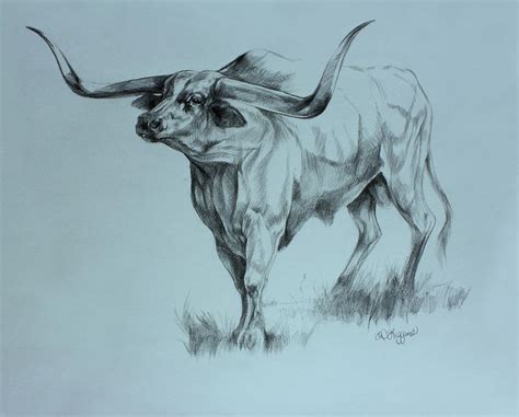 Texas Longhorn Drawing by Derrick Higgins - Pixels