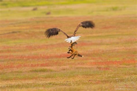 Incredible Battle Between Fox And Eagle Over Rabbit, Caught On A Series ...