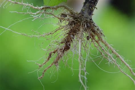 Free Photo | Roots of a plant with green background