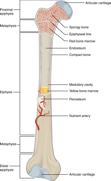 Bone Structure | Anatomy and Physiology I