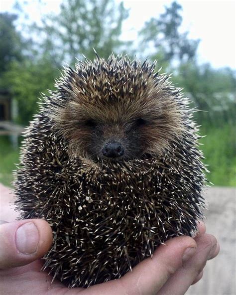 How to care for a pet hedgehog - Love The Critters Hedgehog Pet Cage, Hedgehog Care, Hedgehog ...