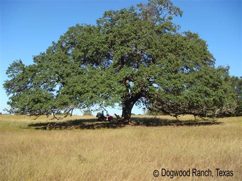 Speaking From The Ranch: Mighty Live Oak Trees