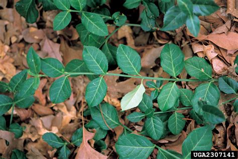 Plant Details – Tennessee Invasive Plant Council