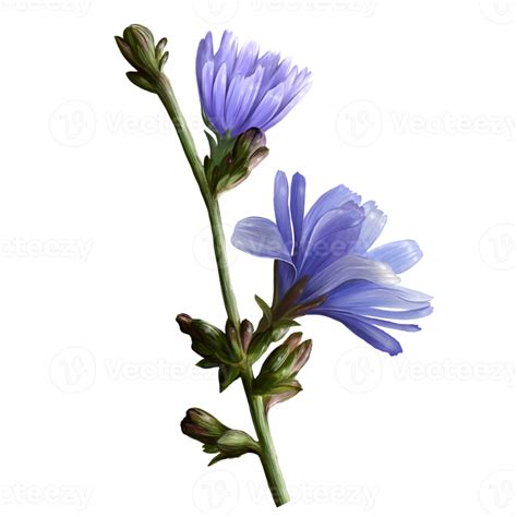chicory plant branch, medical herb illustration 12872866 PNG