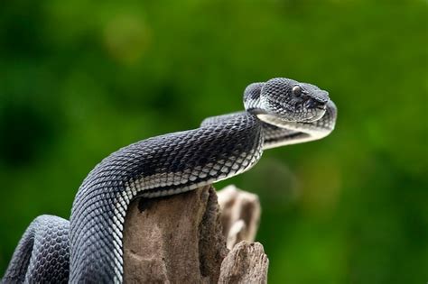 Premium Photo | Black viper snake on a tree