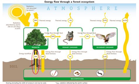 Deliberately introduced errors as a pedagogical tool: the teaching of energy flow - IndiaBioscience