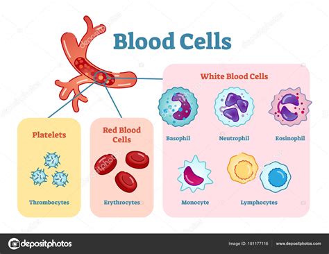 Blood cells flat vector illustration diagram Stock Vector by ...