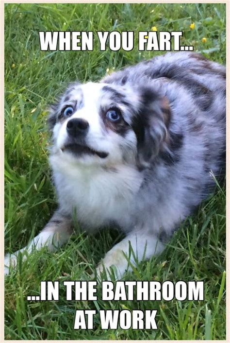 15 Funny Australian Shepherd Memes To Make Your Day - BuzzSharer.com