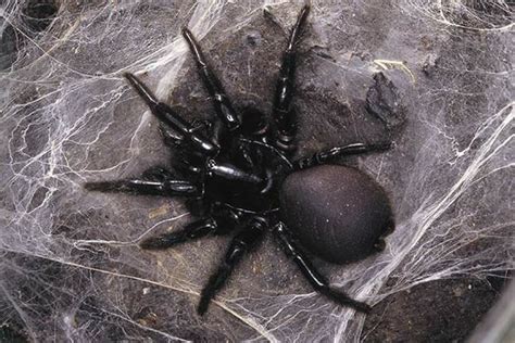 3: Sydney Funnel-web Spider - 10 Amazing, Beautiful, TERRIFYING Spiders | HowStuffWorks