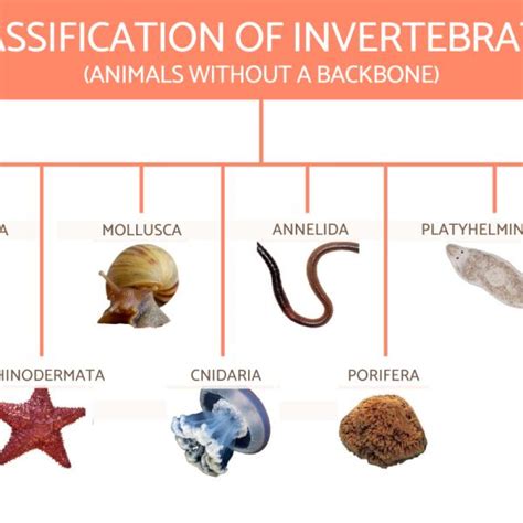 Invertebrates And Vertebrates Chart