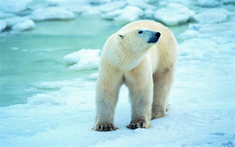 Polar Bear Wallpapers Images Photos Pictures Backgrounds