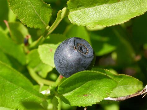 Vaccinium myrtillus L. | Plants of the World Online | Kew Science