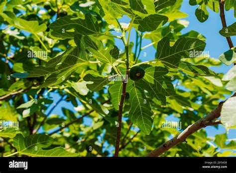 Green unripe figs fruits on the branch of a fig tree or sycamine with plant leaves in sunny ...