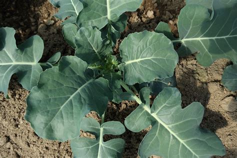 Harvesting Broccoli the Right Way | Properly Rooted