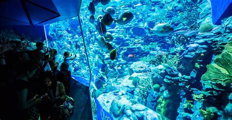 Grand Aquarium | Attractions | Park Experience | Ocean Park Hong Kong