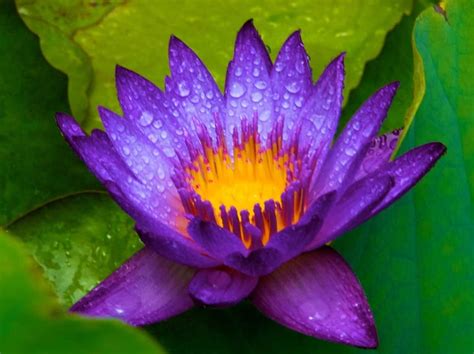 Purple Lotus, pond, water, blossom, summer, petals, HD wallpaper | Peakpx