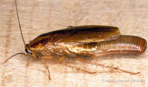 German cockroach - Blattella germanica (Linnaeus)