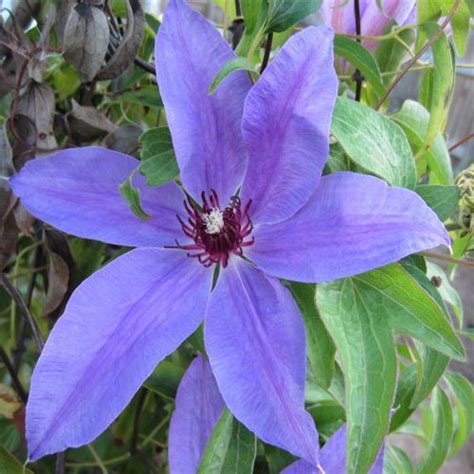 Blue Ravine Clematis 20 seeds Tropical Oasis http://www.amazon.com/dp ...