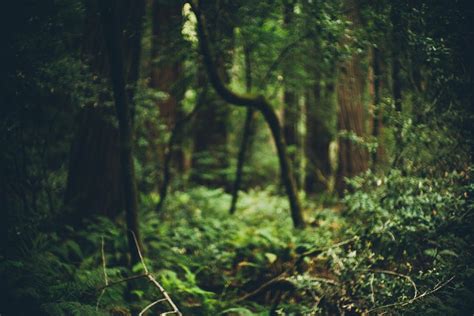 depth of field, Blurred, Forest Wallpapers HD / Desktop and Mobile Backgrounds