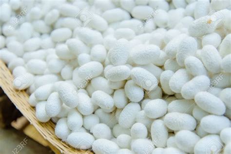 Silkworm Cocoon/silkworm Eggs Whatsapp+84-845-639-639 - Buy Silkworm Cocoon,Silkworm,Silkworm ...