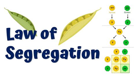 Mendel's First law of Inheritance || Law of Segregation Animation - YouTube