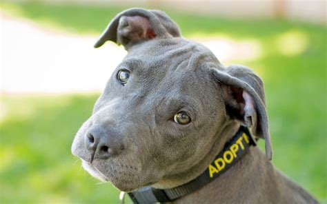 Adoptable Dogs - Dog Gone Seattle