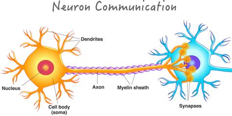 1_neuron-communication-image-optimized | fissi