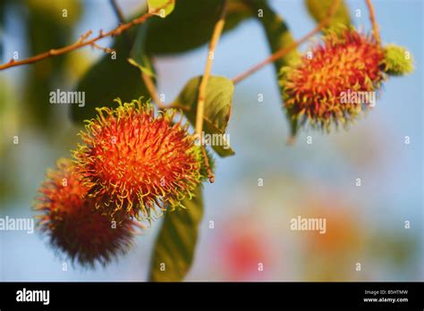 Rambutan The local fruit of Malaysia Stock Photo - Alamy