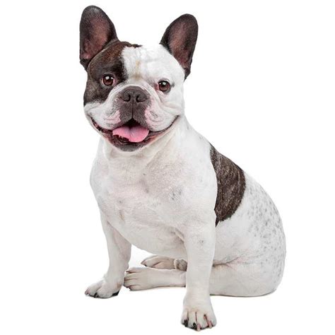 French Bulldog Dog Breed: Profile, Personality, Facts