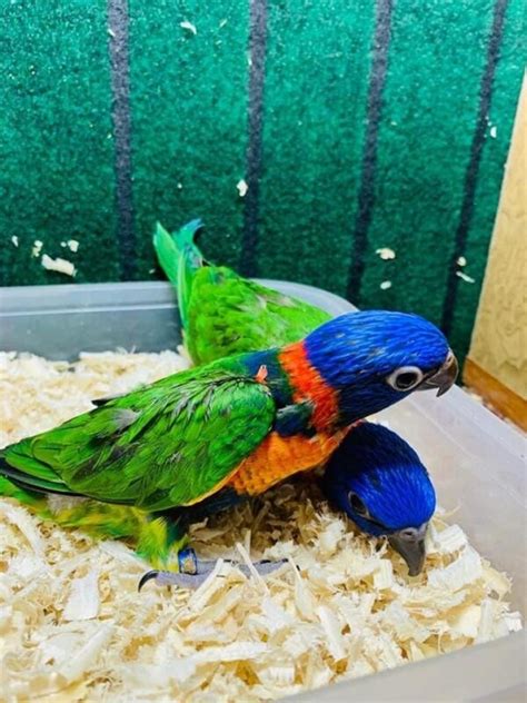 Buy Vibrant Rainbow Lorikeet Parrots for Sale