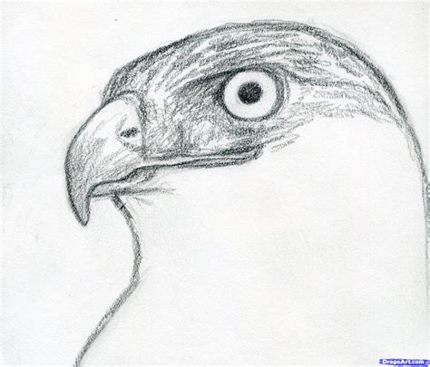 Hawk Head Drawing at PaintingValley.com | Explore collection of Hawk ...