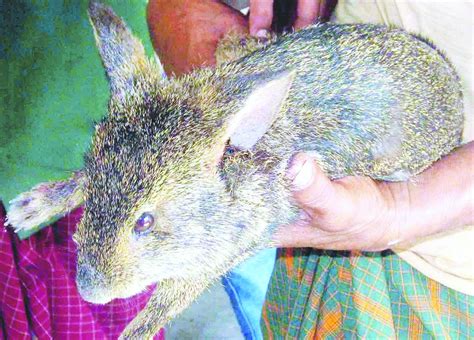 Habitat loss threat to hispid hare survival at Manas - Telegraph India