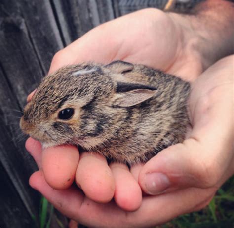 29 Adorable Tiny Animals That Will Fit in the Palm of Your Hand