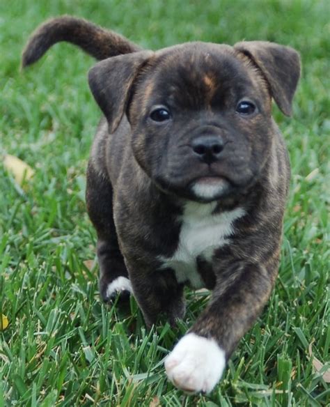 10 Best Staffordshire Bull Terrier Dog Names