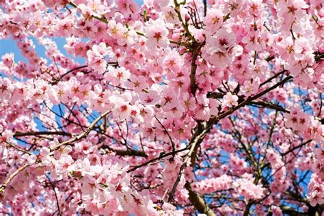 Taking care of Japanese cherry blossom tree | Garden lovers