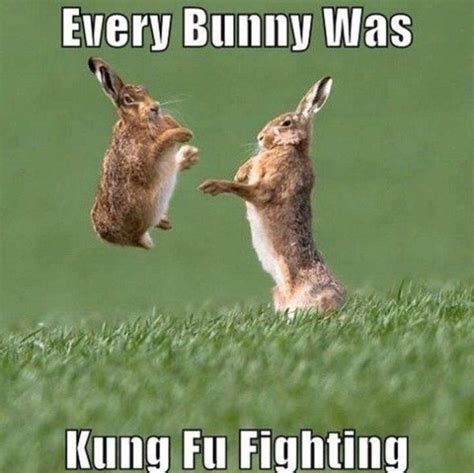 Bunny - MEME, LOL and Funny Pictures. Get the BEST and Funniest MEME ...