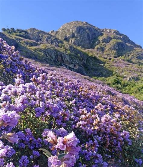 Kurinji Lavender Flower In Tamil : Flowers Of Kodaikanal High ...