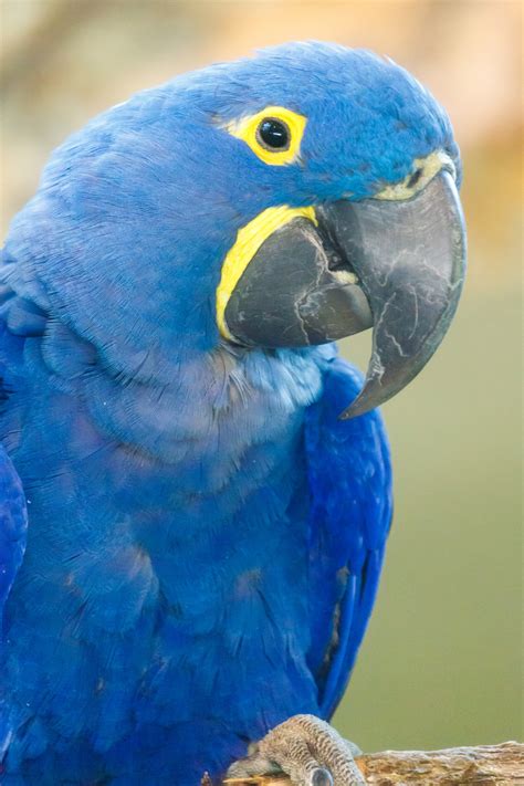 Hyacinth Macaw Free Stock Photo - Public Domain Pictures