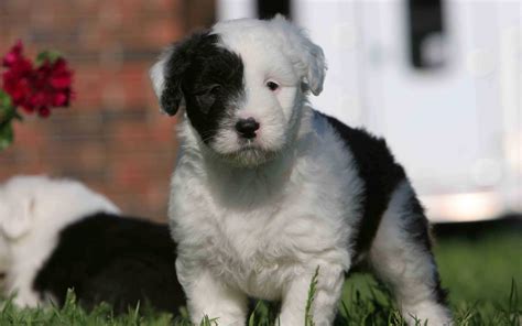 Beautiful Old English Sheepdog puppy photo and wallpaper. Beautiful ...