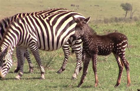 A baby zebra with spots instead of stripes – The Kid Should See This