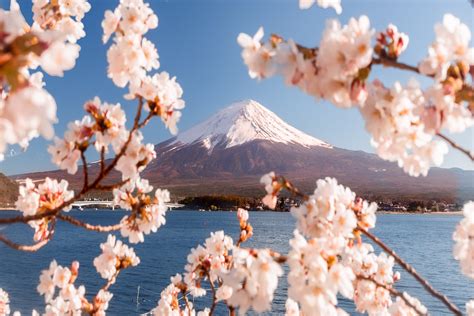 Top 10 photo Spots for Cherry Blossom in Japan - Loic Lagarde