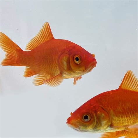 Common Goldfish Size