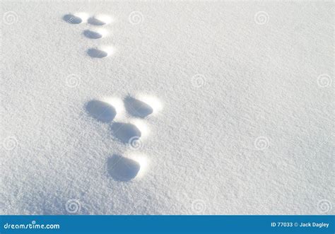 Rabbit Footprints On The Snow Royalty-Free Stock Image | CartoonDealer.com #91434532