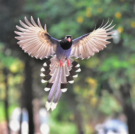 Researchers show how feathers propel birds through air and history