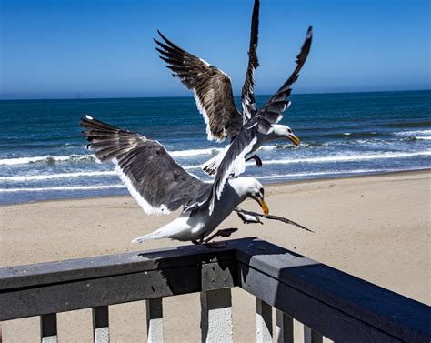 Fighting Seagulls Free Stock Photo - Public Domain Pictures