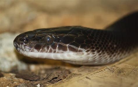 Our Top 10 Picks for Best Pet Snakes in 2024 - A-Z Animals