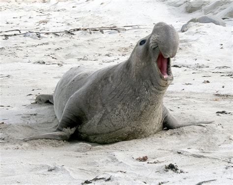 Channel Islands ~ native wildlife - the #channelislands - the perfect ...