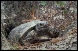 Gopher Tortoise Services, Inc.