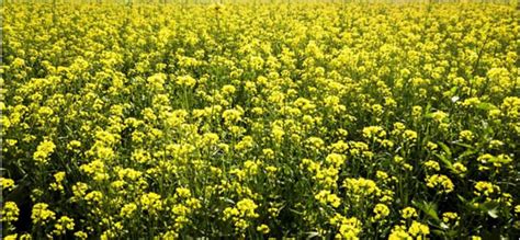 MUSTARD - farming, uses and health benefits - MyKnowledgeBase.in